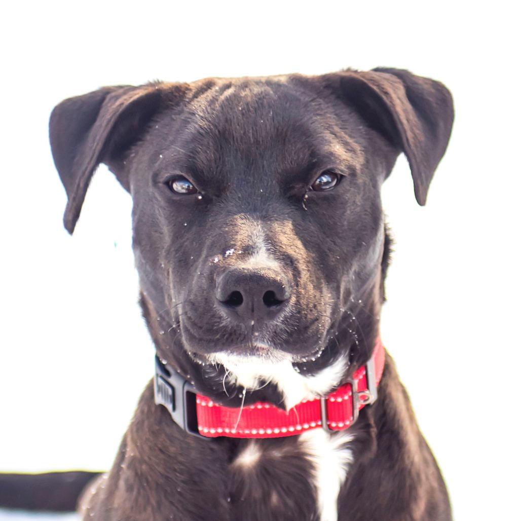 Destiny, Adoptable, Adult Female Mixed Breed.