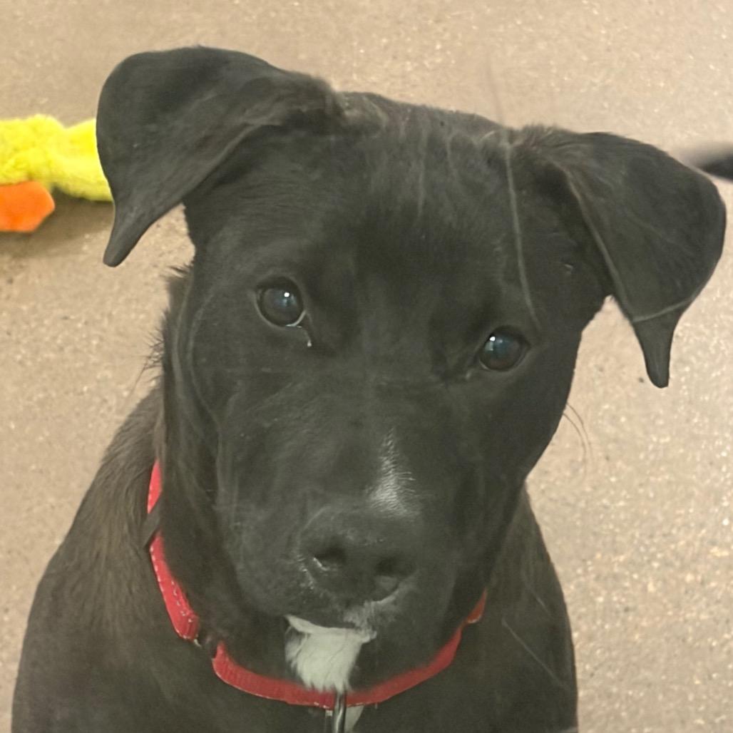 Enlarge Destiny, a Adoptable Mixed Breed in Middletown, RI image 1/1