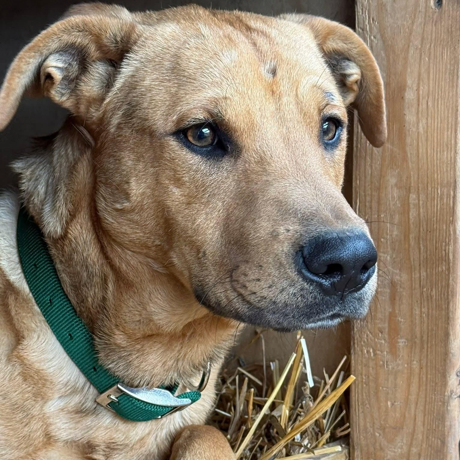 Enlarge Clyde., a ADOPTABLE mixed breed in Plainfield, IL image 4/4
