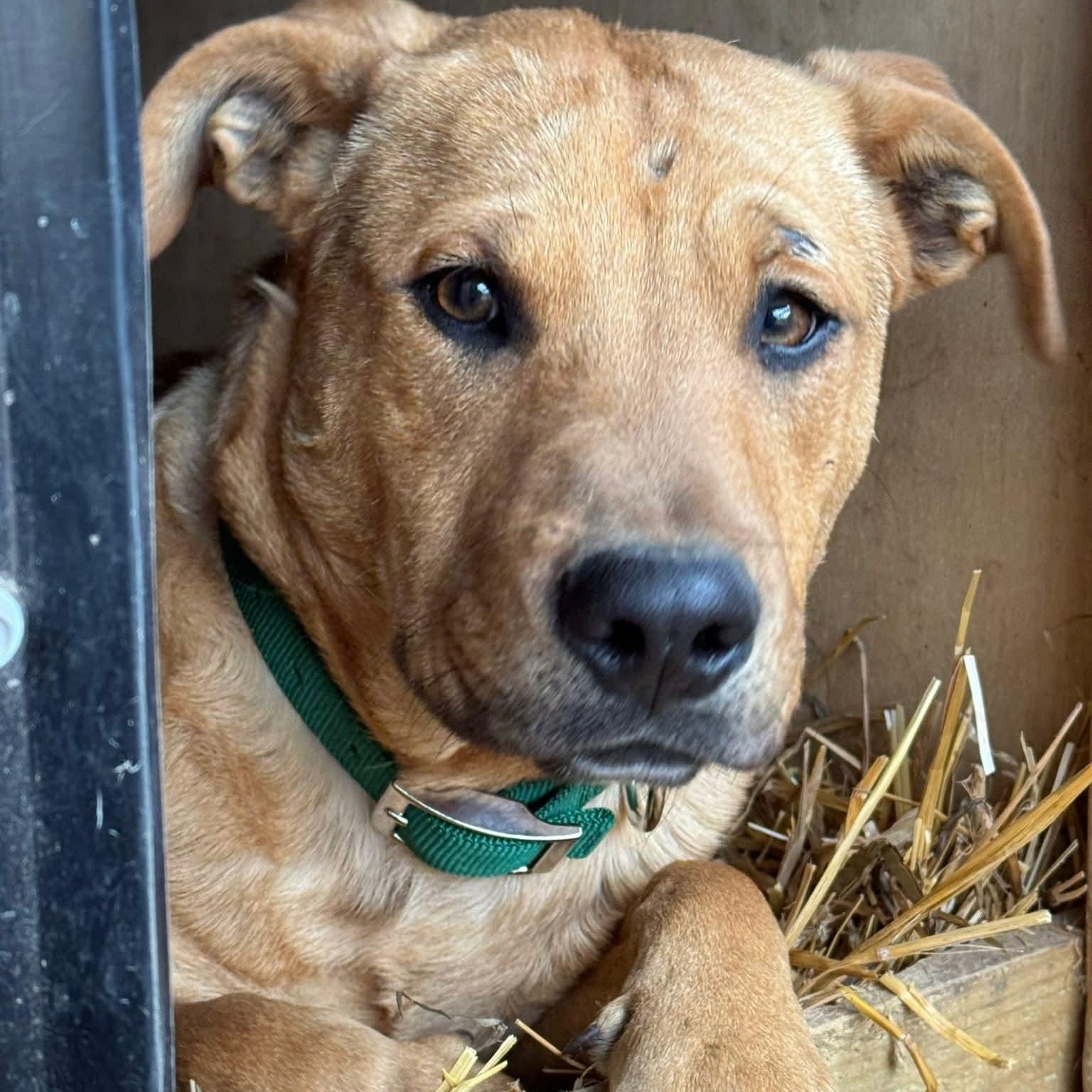 Enlarge Clyde., a ADOPTABLE mixed breed in Plainfield, IL image 1/4