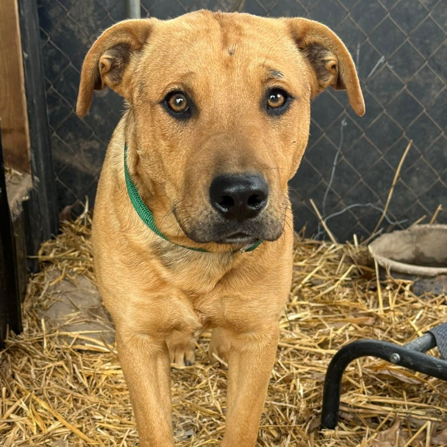 Enlarge Clyde., a ADOPTABLE mixed breed in Plainfield, IL image 3/4
