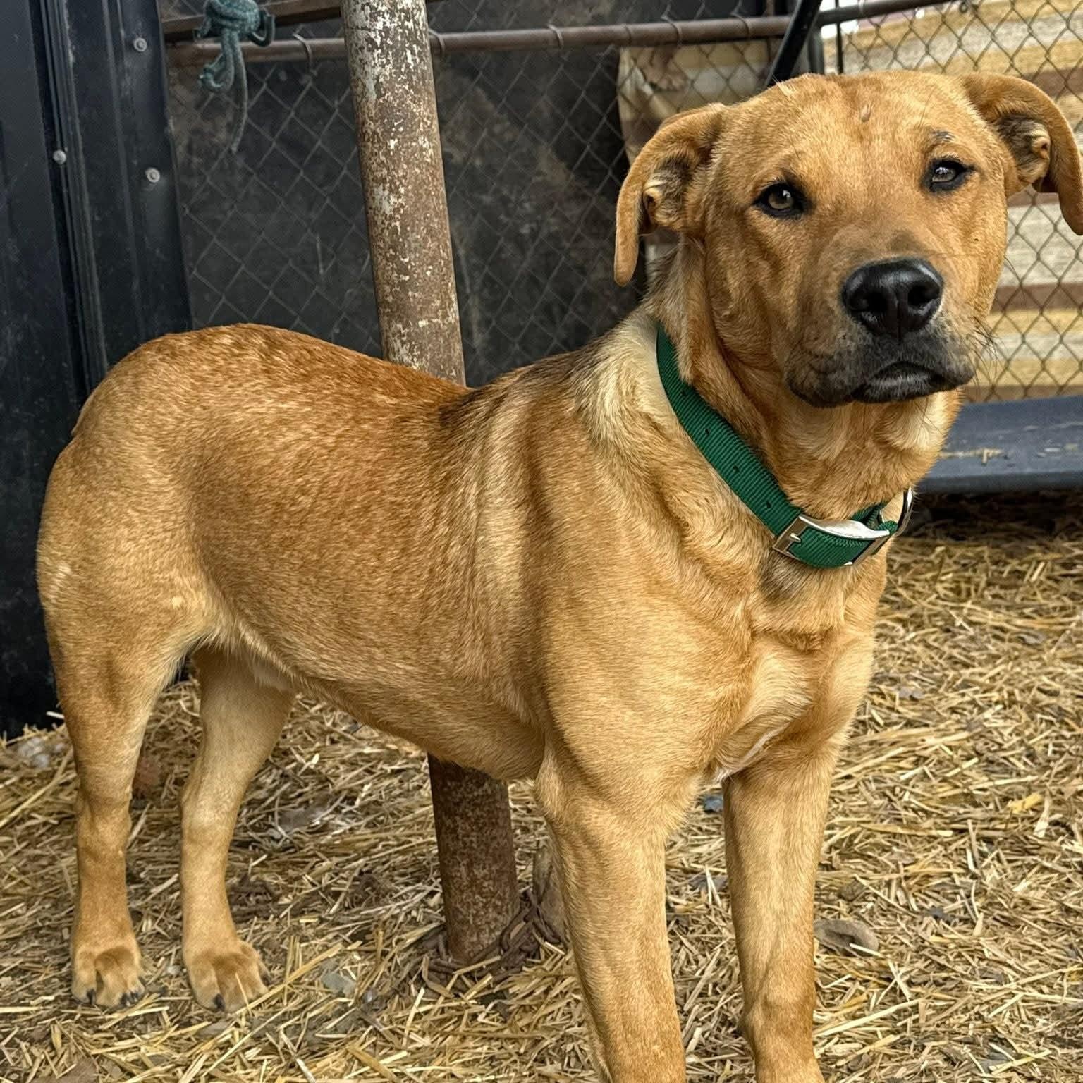 Enlarge Clyde., a ADOPTABLE mixed breed in Plainfield, IL image 2/4