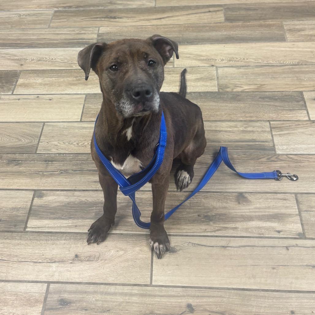 Khaleesi, Adoptable, Senior Female Labrador Retriever & Mixed Breed.