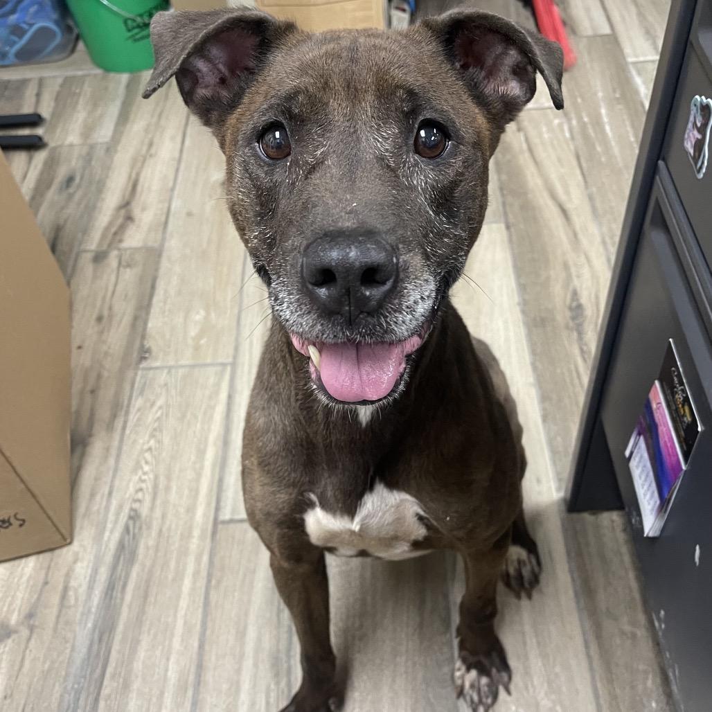Enlarge Khaleesi, a Adoptable mixed breed in Henderson, KY image 2/2