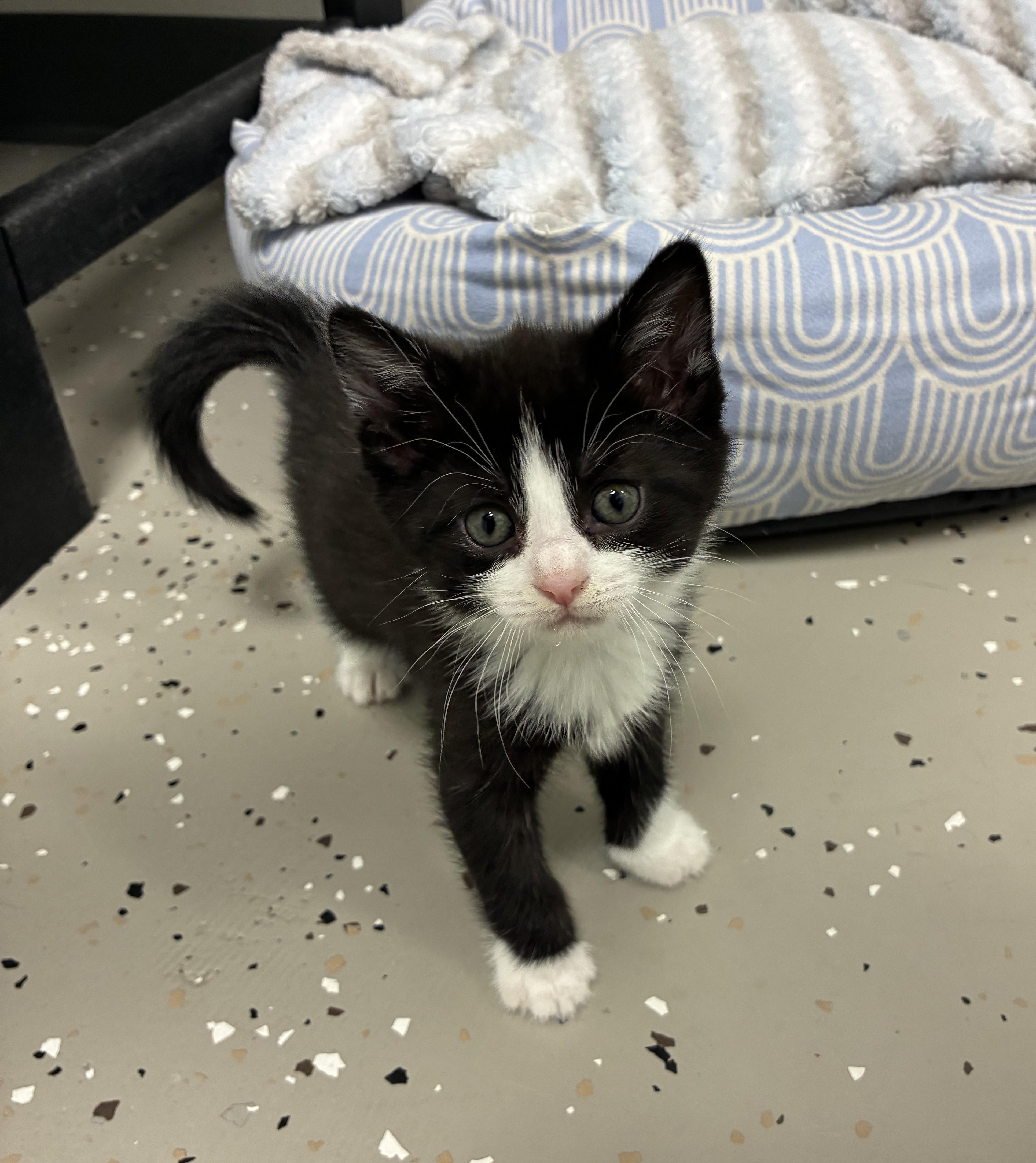Enlarge Ares, an adopted Tuxedo in Hornell, NY image 1/1