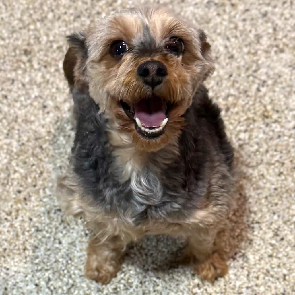Lucy, Adoptable, Adult Female Yorkshire Terrier.