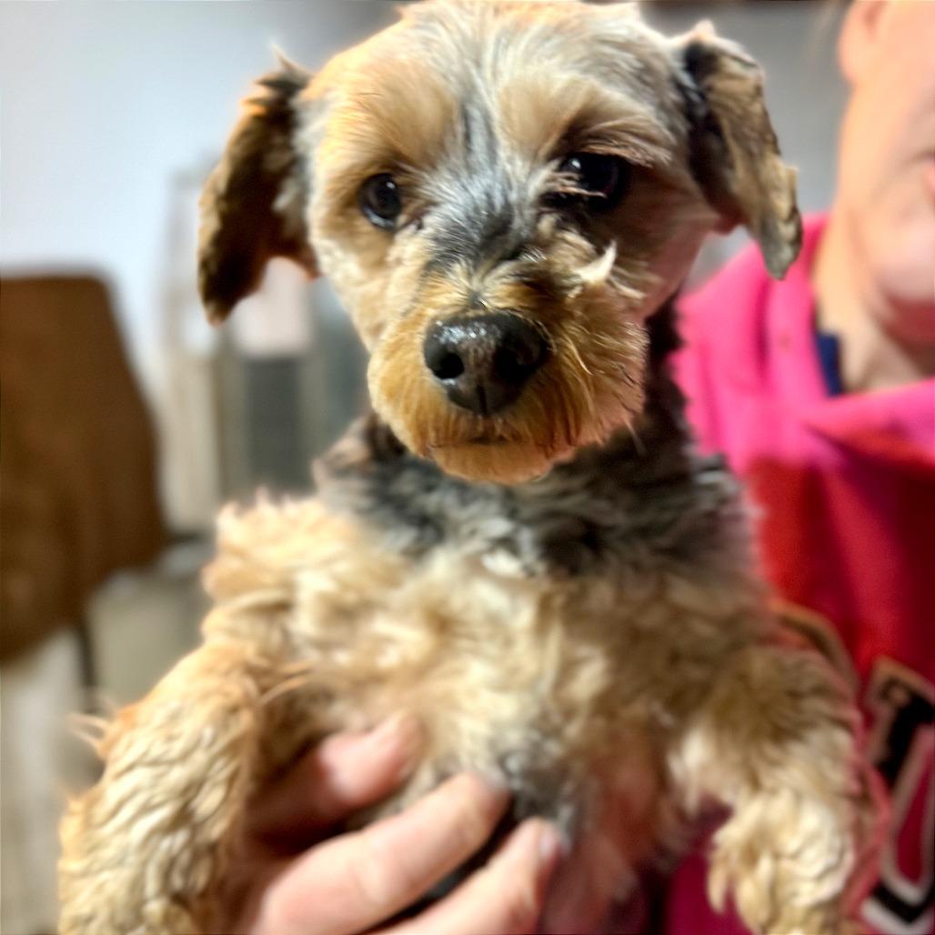 Enlarge Lucy, a Adoptable Yorkshire Terrier in West Chester, PA image 2/5