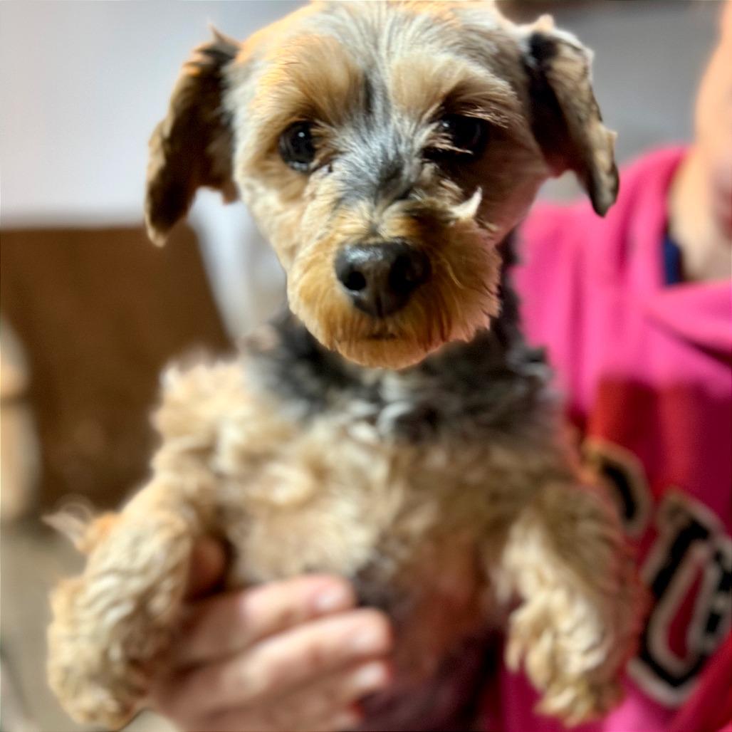 Enlarge Lucy, a Adoptable Yorkshire Terrier in West Chester, PA image 3/5