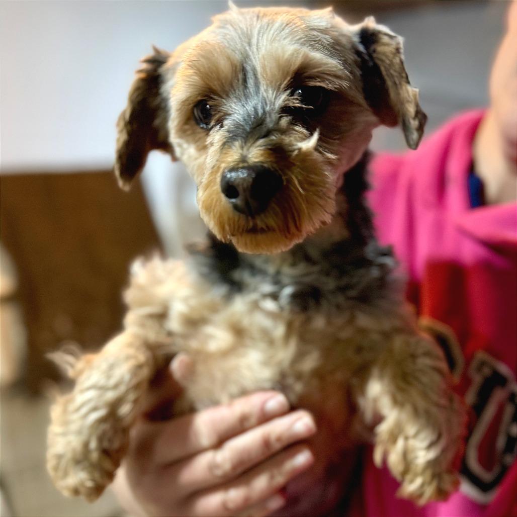 Enlarge Lucy, a Adoptable Yorkshire Terrier in West Chester, PA image 4/5