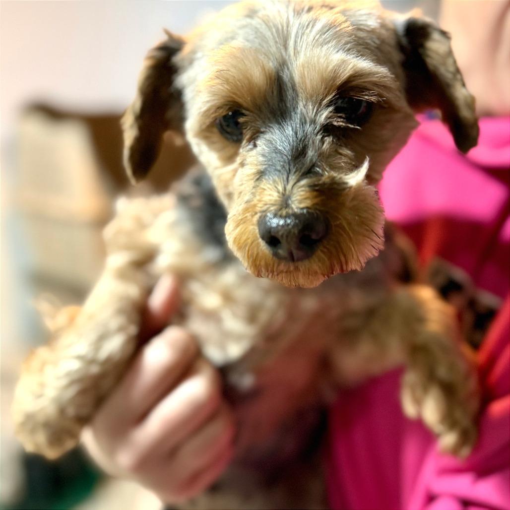 Enlarge Lucy, a Adoptable Yorkshire Terrier in West Chester, PA image 5/5