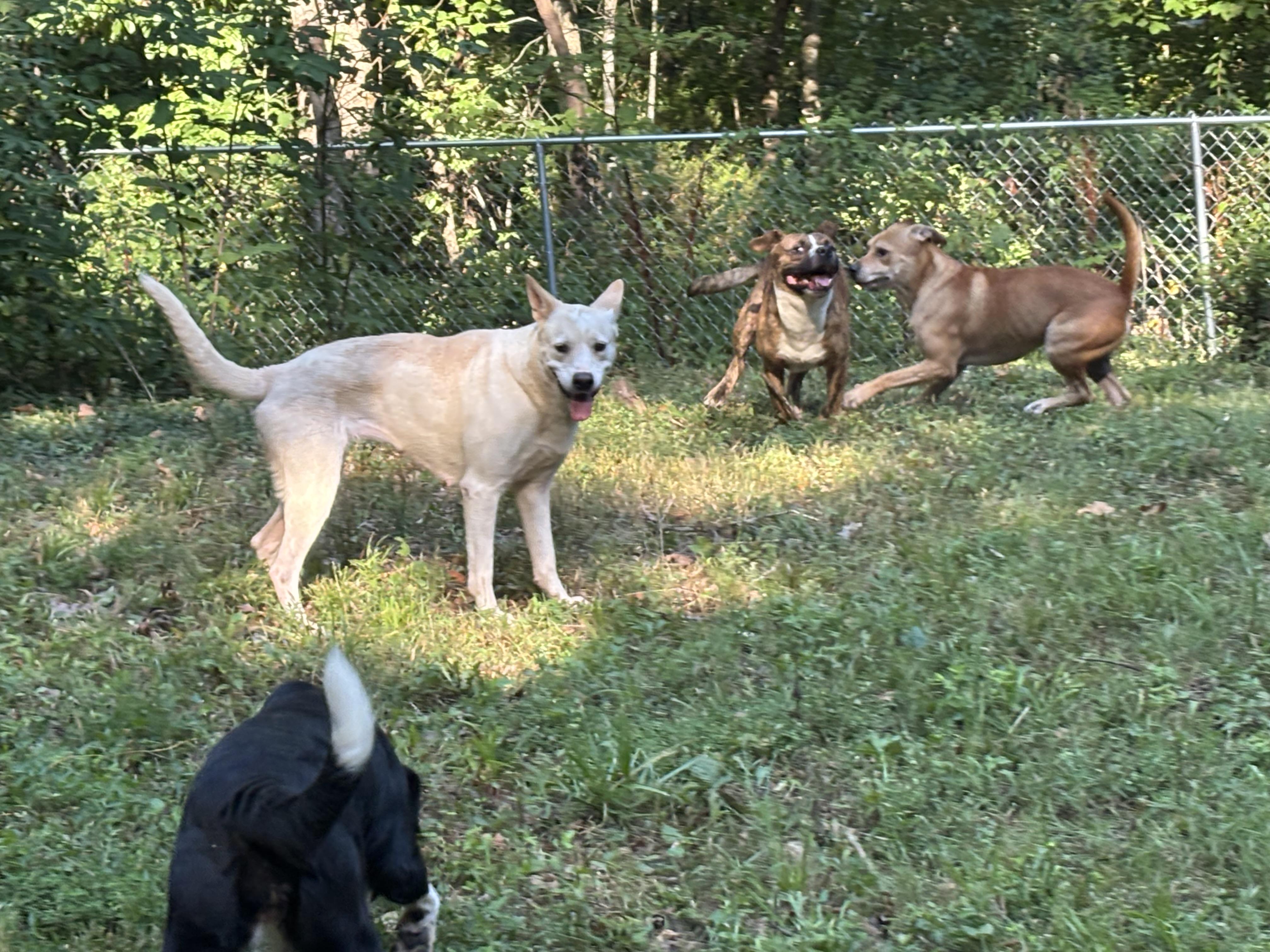 Enlarge Asta, a Adoptable mixed breed in Rogers, AR image 3/3
