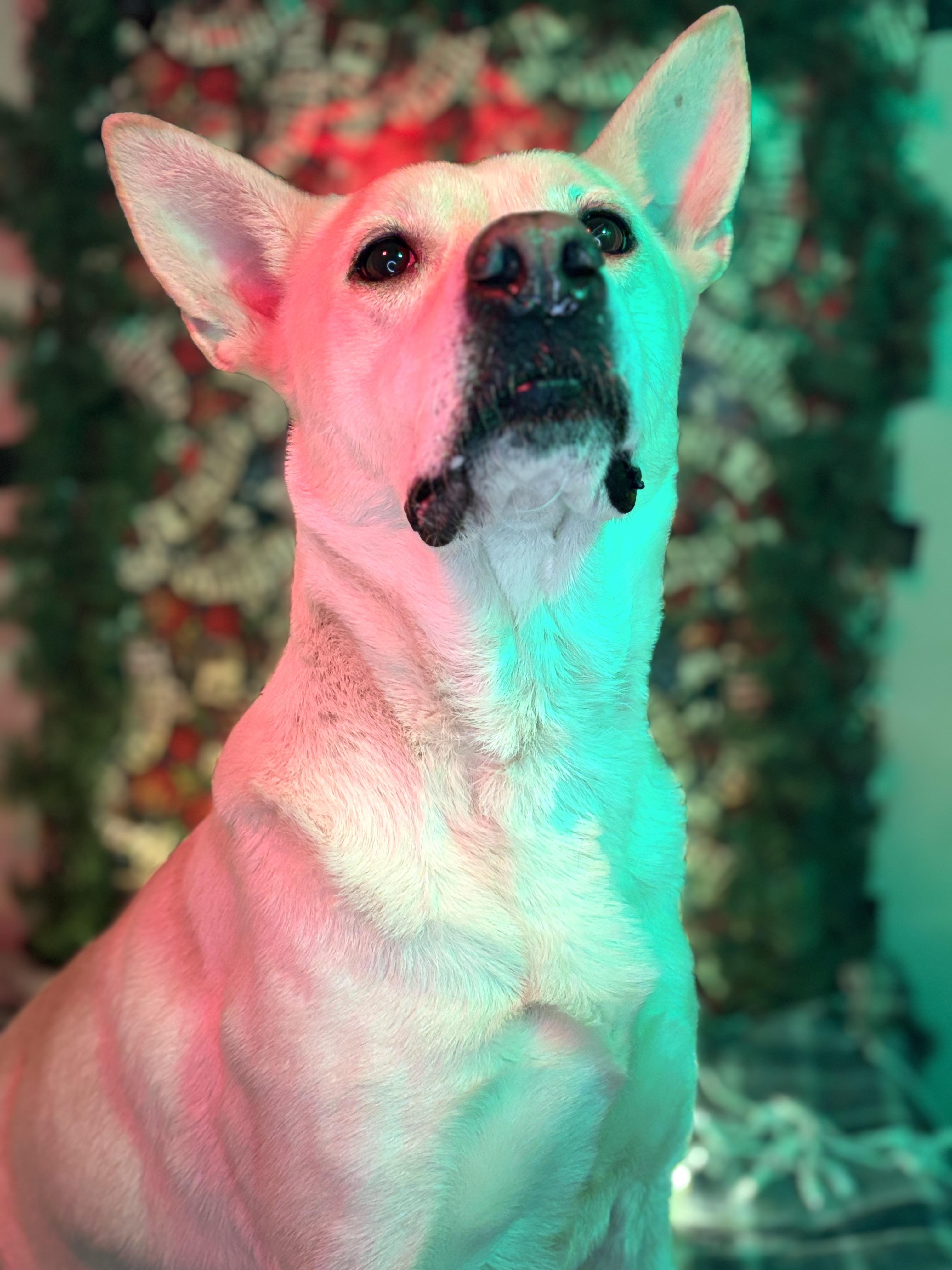 Enlarge Asta, a Adoptable mixed breed in Rogers, AR image 1/3