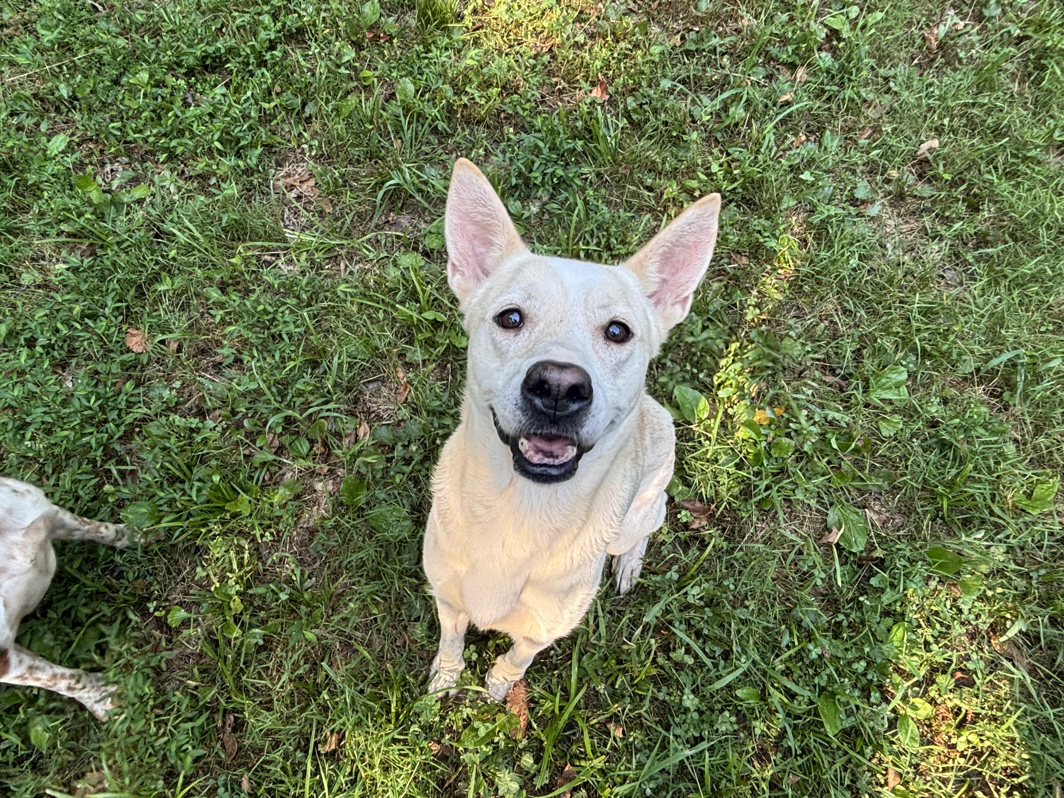 Enlarge Asta, a Adoptable mixed breed in Rogers, AR image 2/3