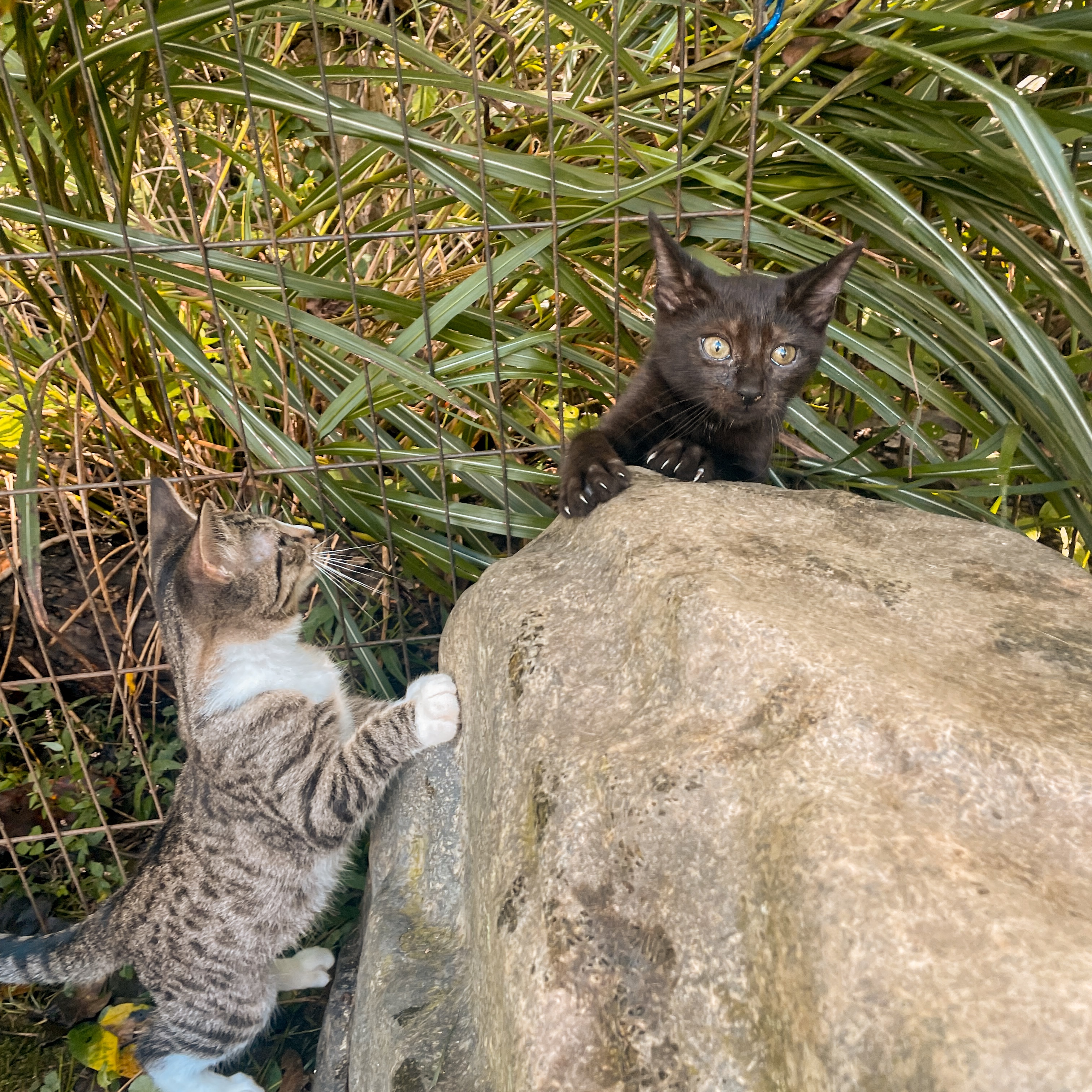 Enlarge Cola, a Adoptable Domestic Short Hair in Stuart, VA image 2/2