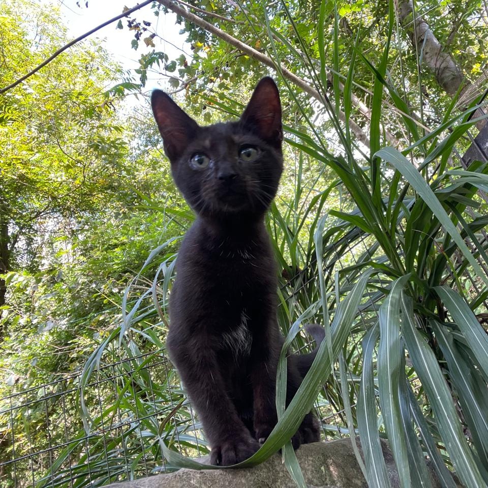 Enlarge Cola, a Adoptable Domestic Short Hair in Stuart, VA image 1/2