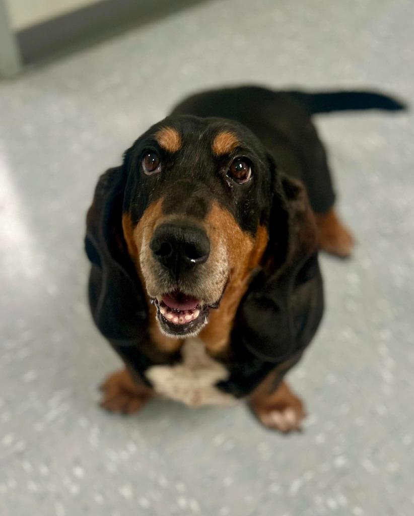 Enlarge Perdita, an adopted Basset Hound in New Philadelphia, OH image 1/1