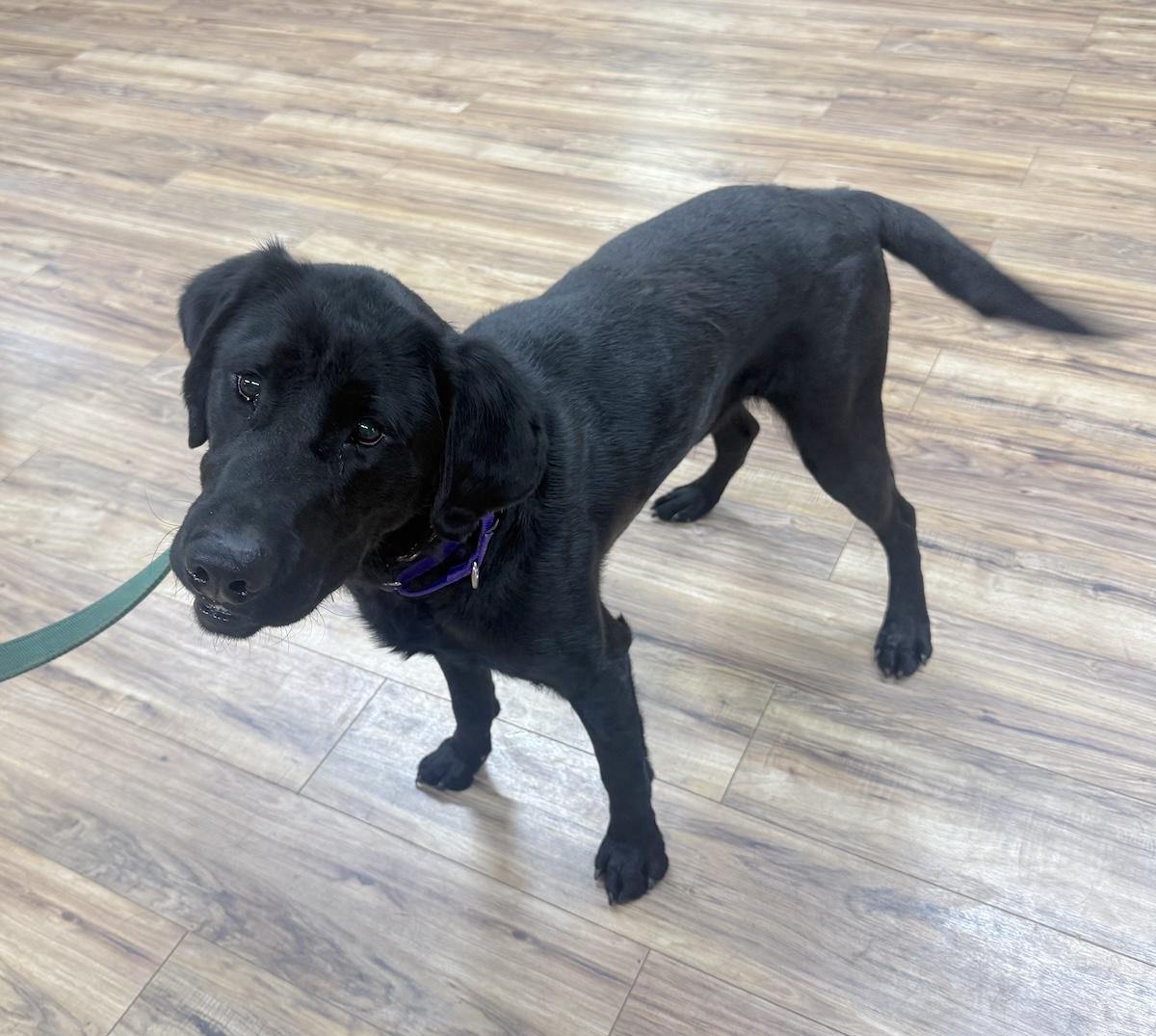 Enlarge Bruno, a ADOPTABLE Labrador Retriever in Bedford, VA image 3/6