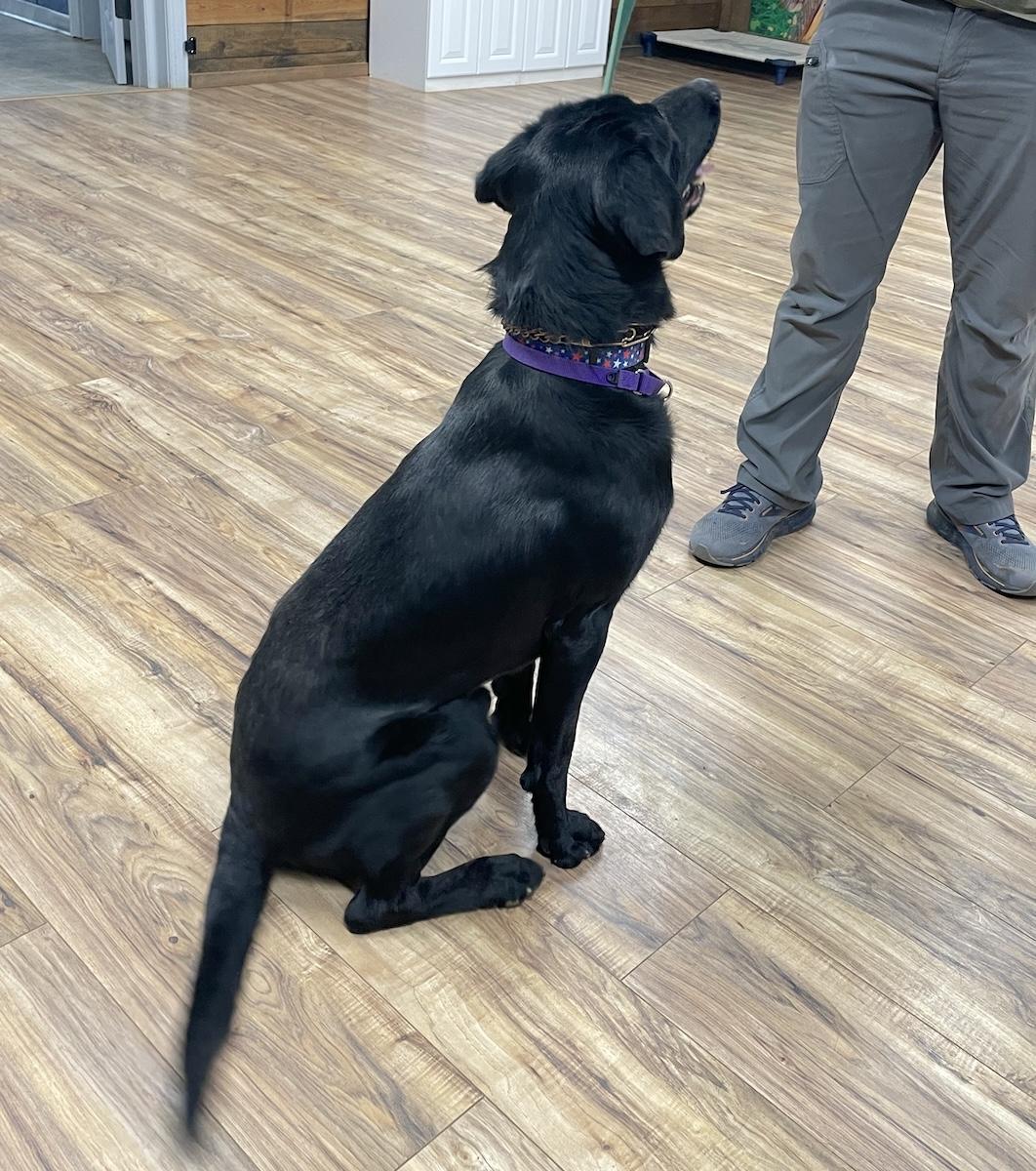 Enlarge Bruno, a ADOPTABLE Labrador Retriever in Bedford, VA image 5/6