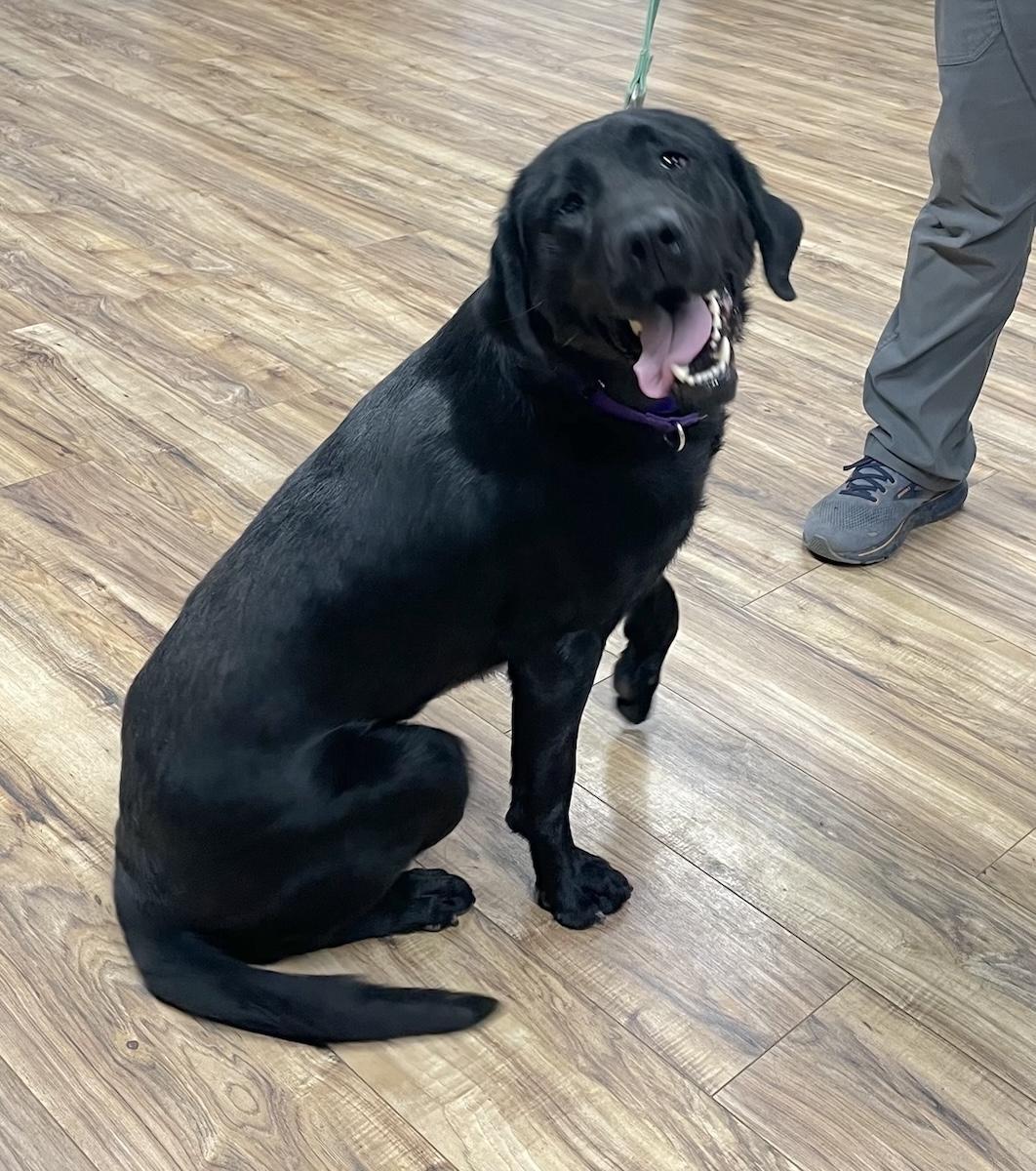 Enlarge Bruno, a ADOPTABLE Labrador Retriever in Bedford, VA image 6/6