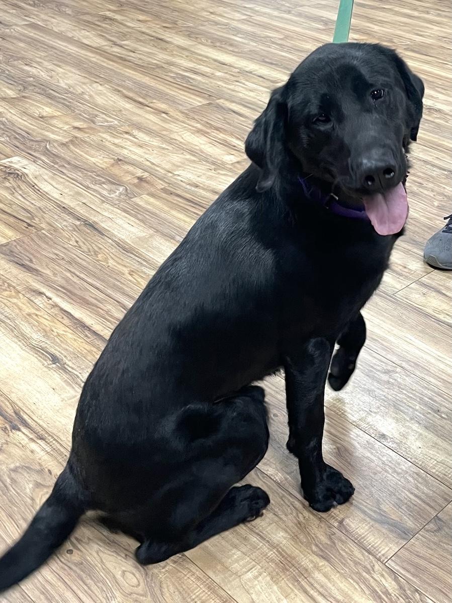 Enlarge Bruno, a ADOPTABLE Labrador Retriever in Bedford, VA image 2/6