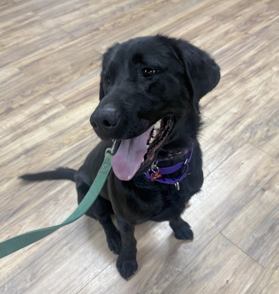Enlarge Bruno, a ADOPTABLE Labrador Retriever in Bedford, VA image 4/6