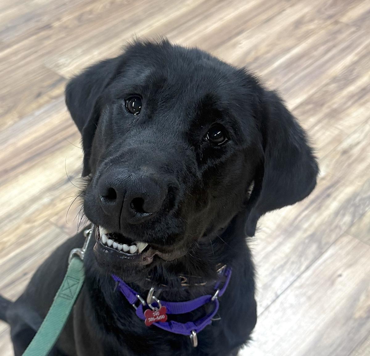 Enlarge Bruno, a ADOPTABLE Labrador Retriever in Bedford, VA image 1/6