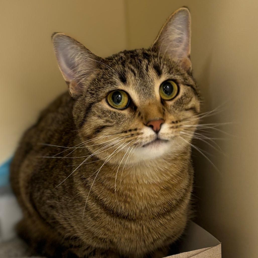Tiger, Adoptable, Young Female Domestic Short Hair.