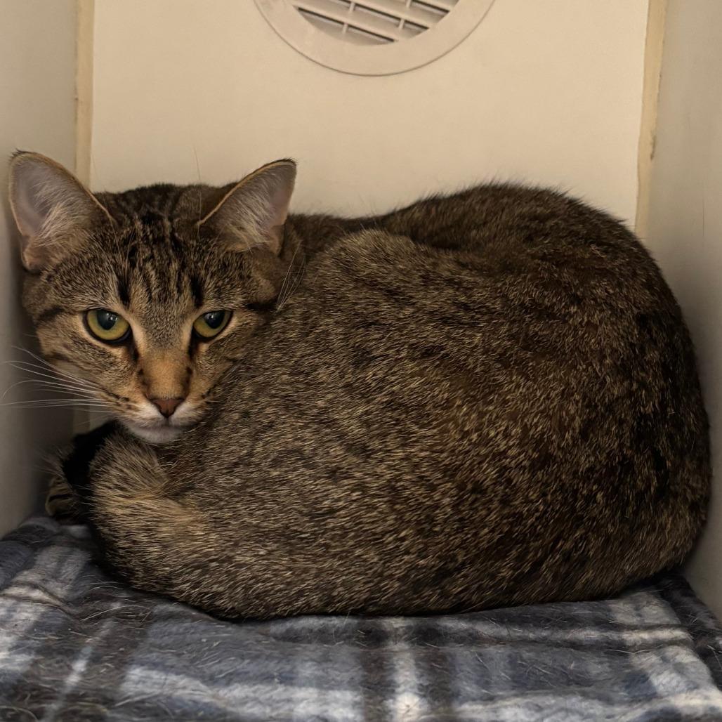 Enlarge Tiger, a Adoptable Domestic Short Hair in Naperville, IL image 2/2