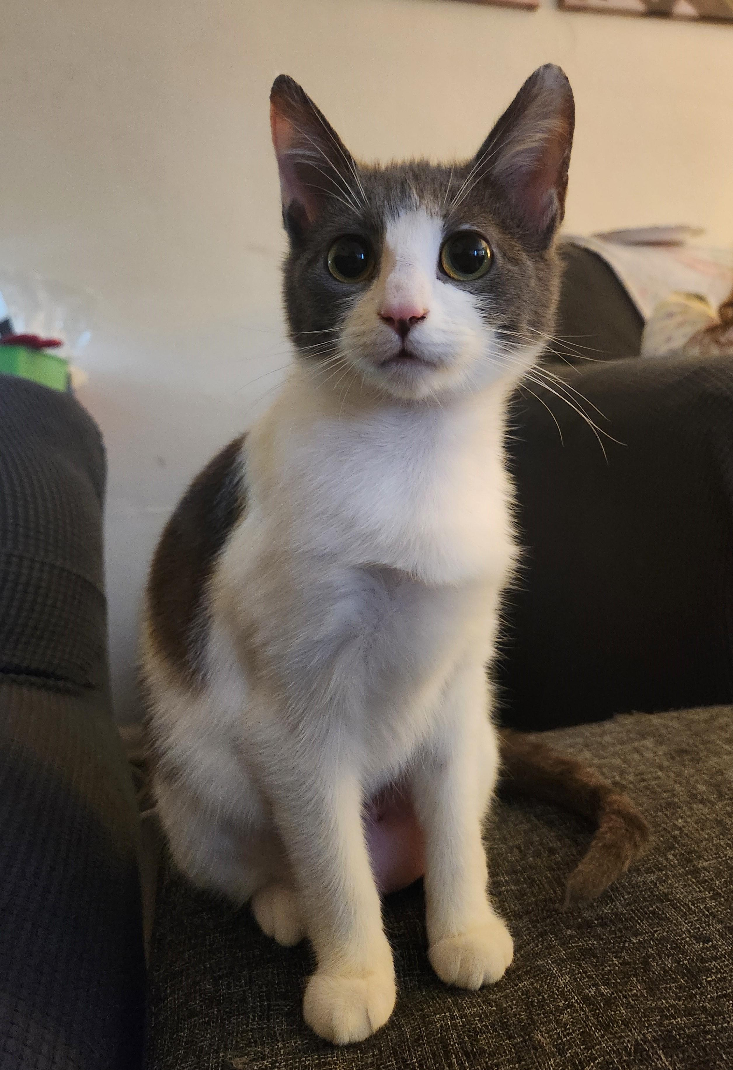 Lisette (bonded with Lil Bob), a Adoptable Domestic Short Hair in Silverton, OR image 1/6