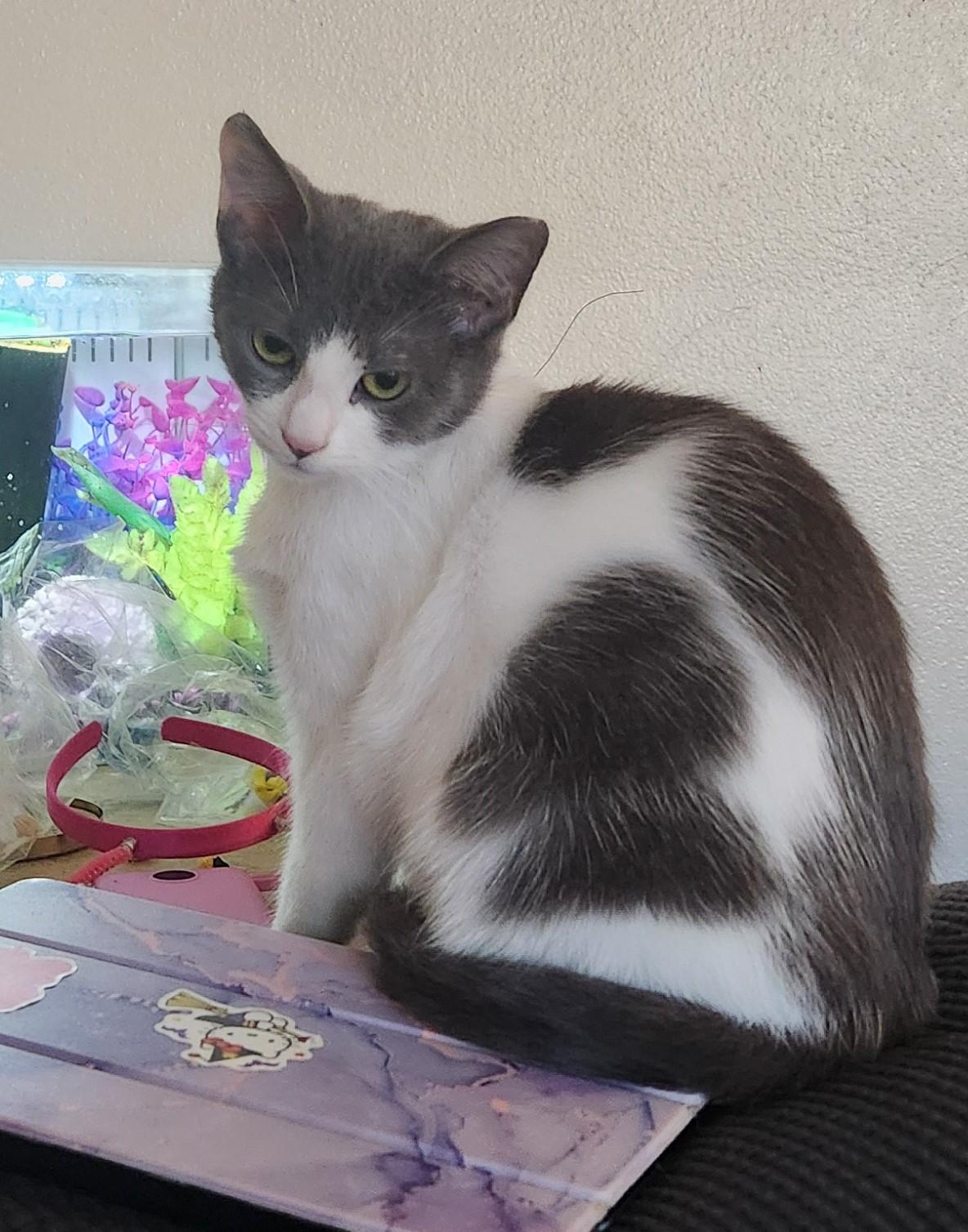 Lisette (bonded with Lil Bob), an adoptable Domestic Short Hair in Silverton, OR, 97381 | Photo Image 6