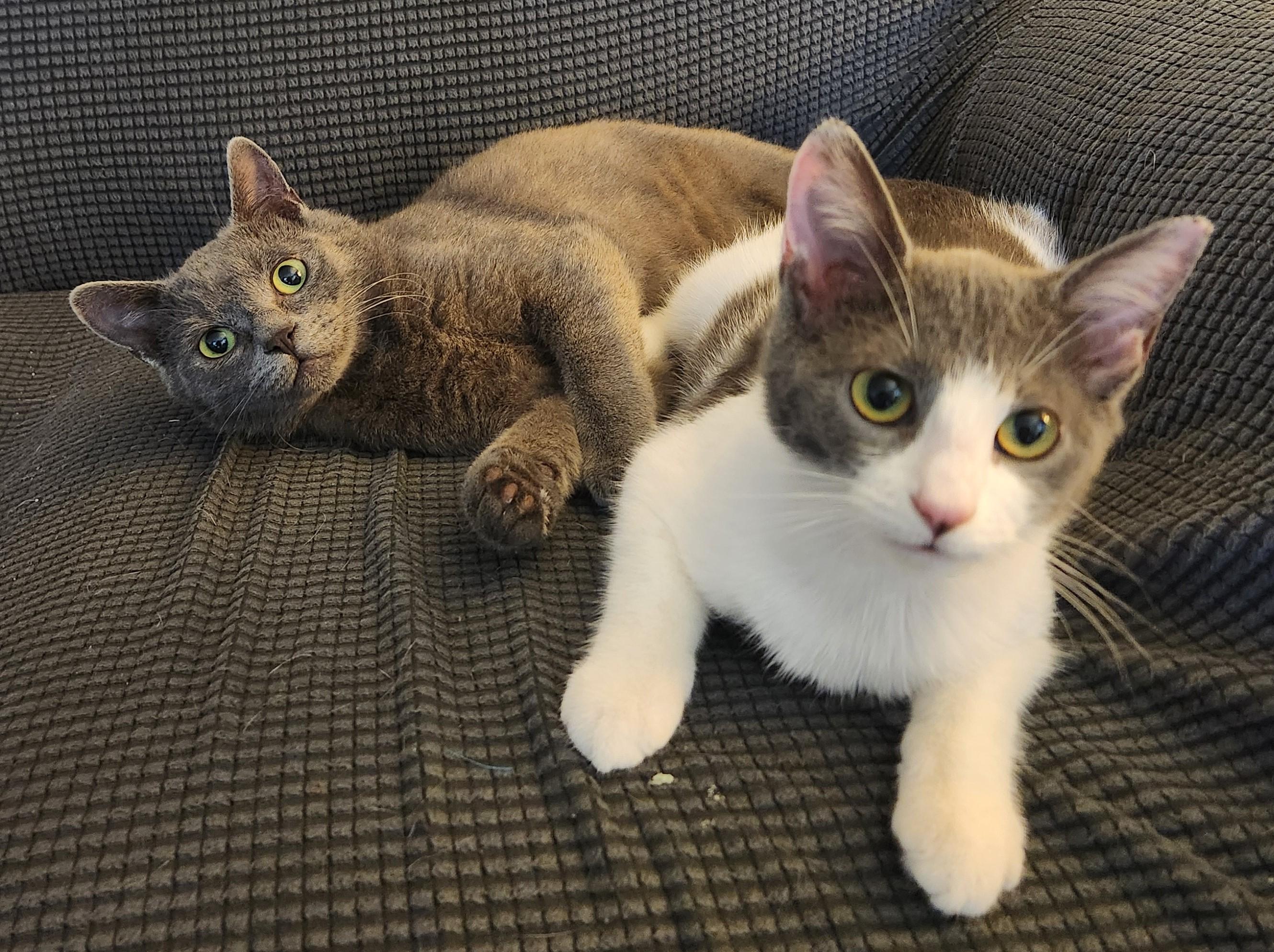 Lisette (bonded with Lil Bob), a Adoptable Domestic Short Hair in Silverton, OR image 3/6