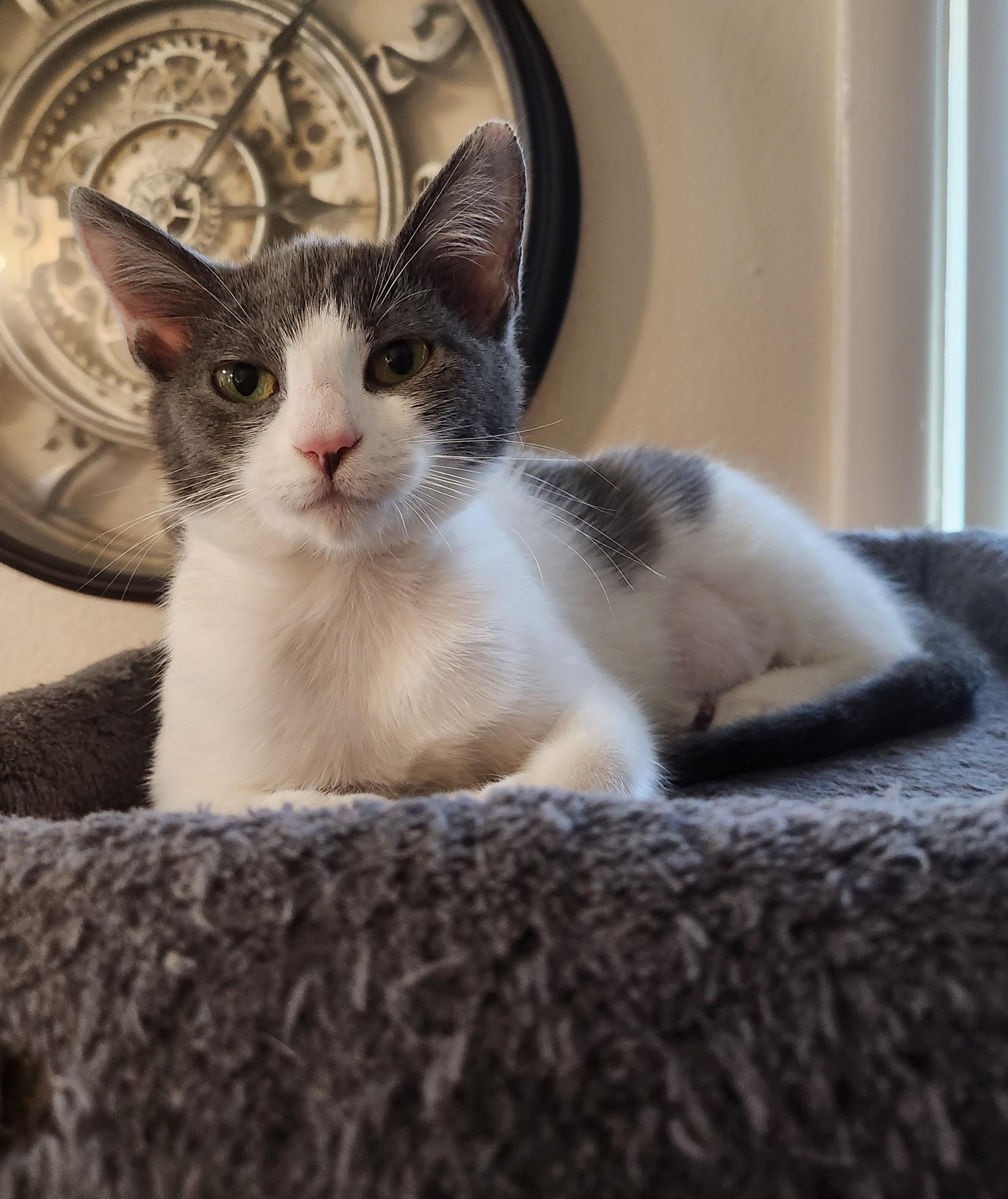 Lisette (bonded with Lil Bob), a Adoptable Domestic Short Hair in Silverton, OR image 4/6