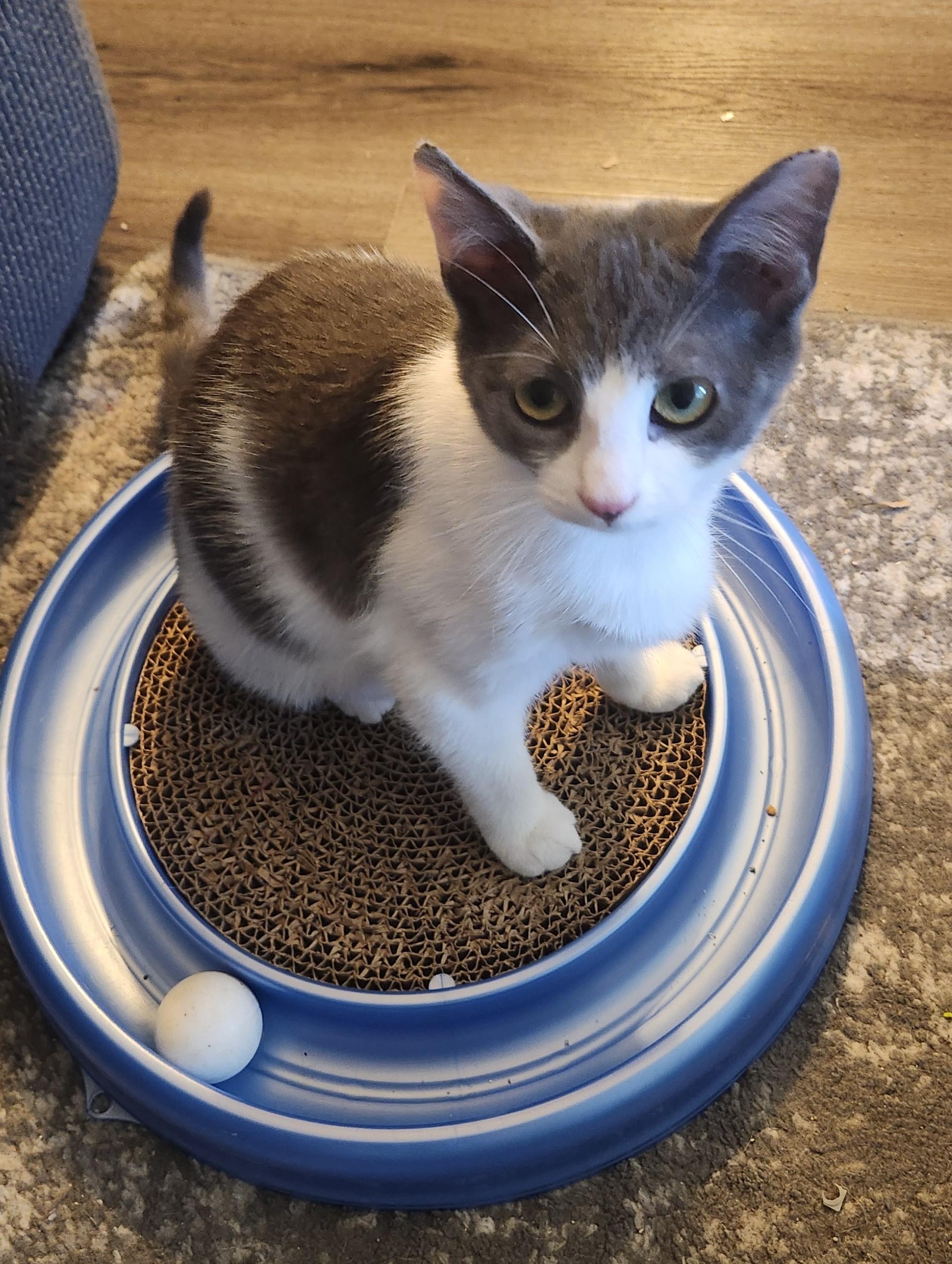 Lisette (bonded with Lil Bob), an adoptable Domestic Short Hair in Silverton, OR, 97381 | Photo Image 3