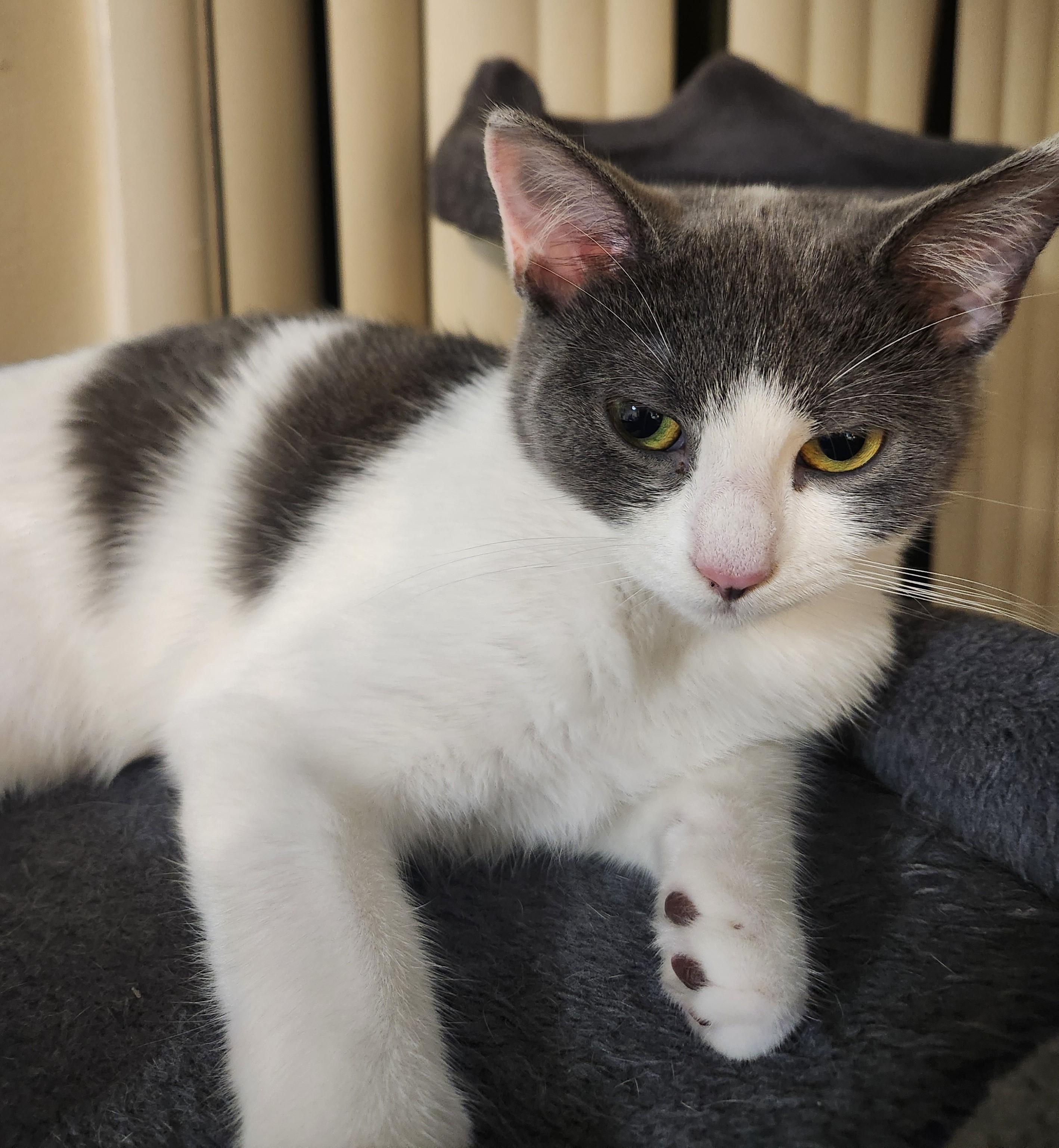 Lisette (bonded with Lil Bob), an adoptable Domestic Short Hair in Silverton, OR, 97381 | Photo Image 2