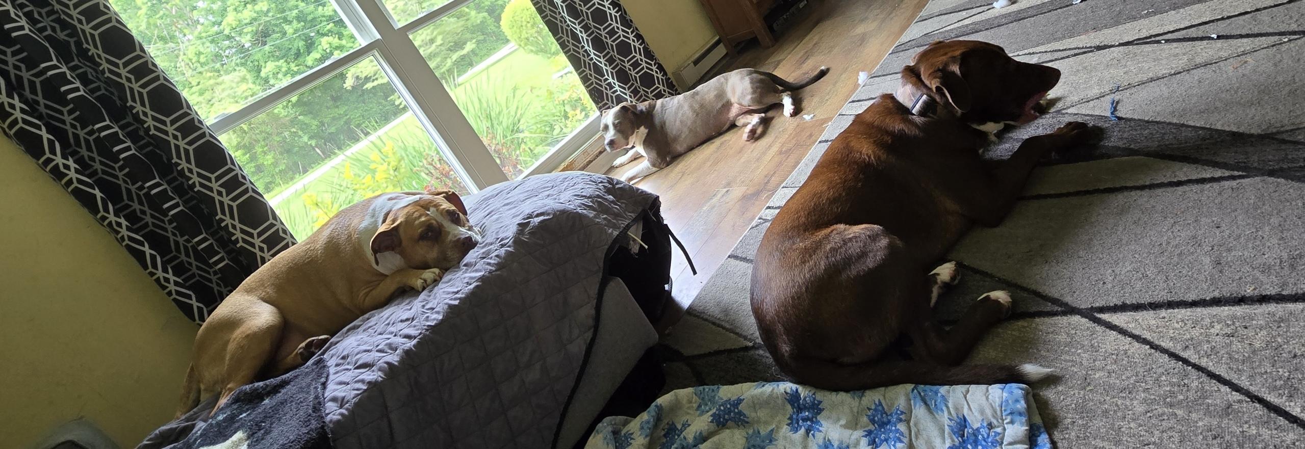 Enlarge Zelena, an adoptable Mixed Breed in Fountaintown, IN image 4/6