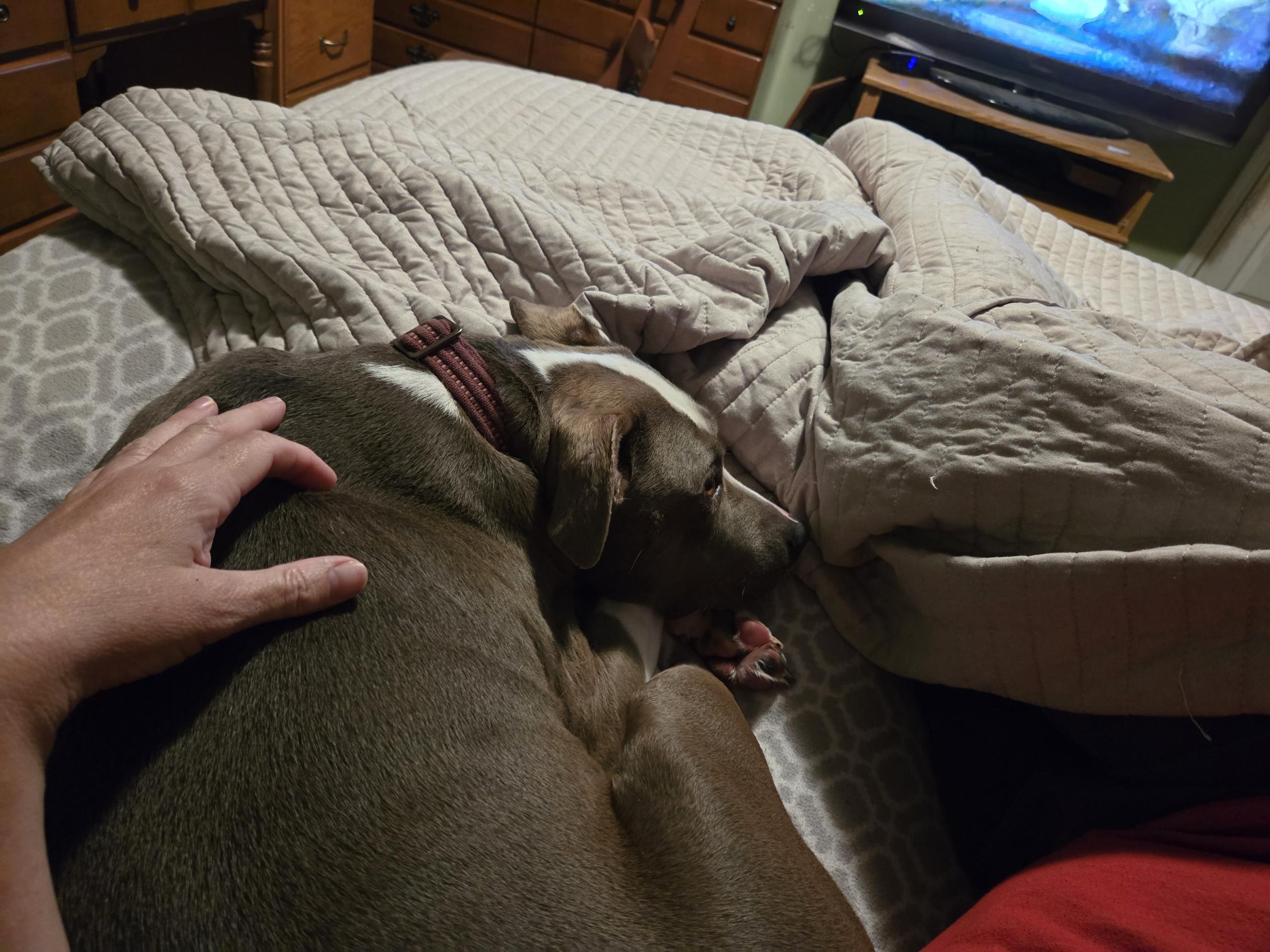 Enlarge Zelena, an adoptable Mixed Breed in Fountaintown, IN image 5/6