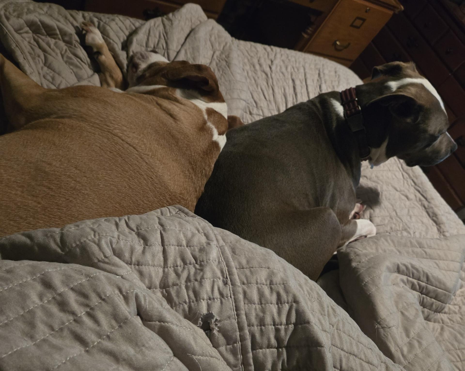 Enlarge Zelena, an adoptable Mixed Breed in Fountaintown, IN image 6/6