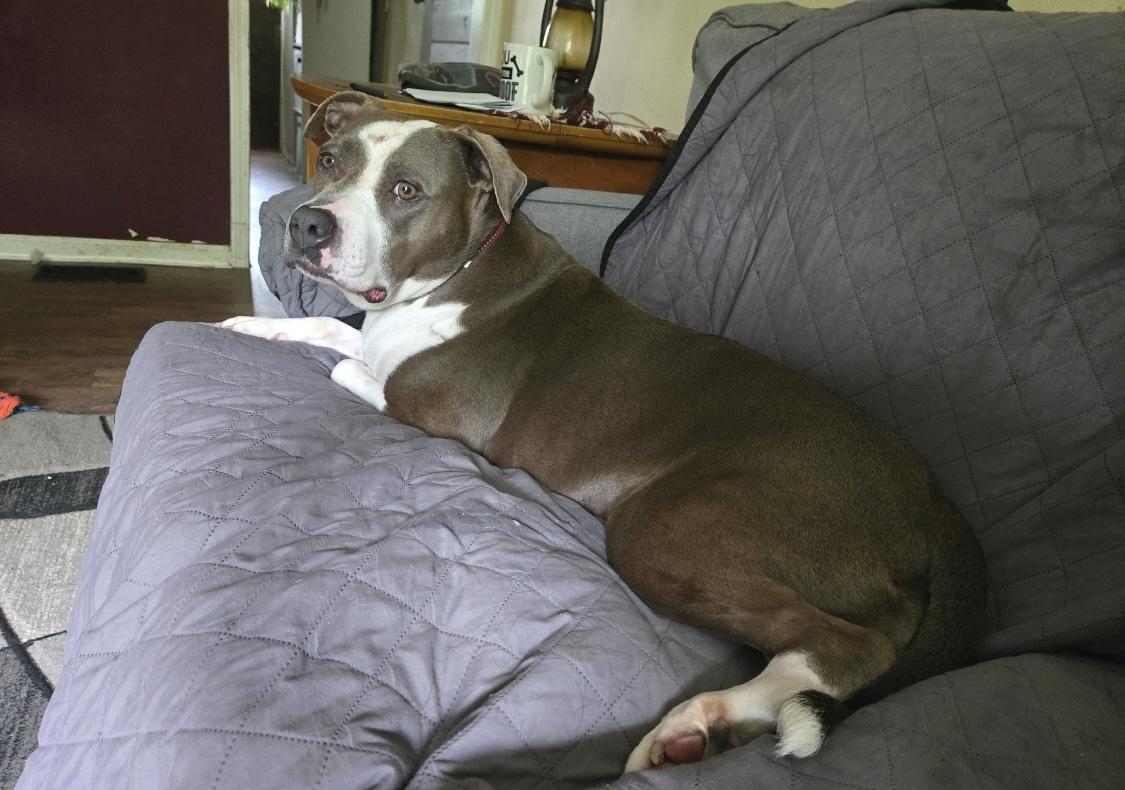 Enlarge Zelena, an adoptable Mixed Breed in Fountaintown, IN image 3/6