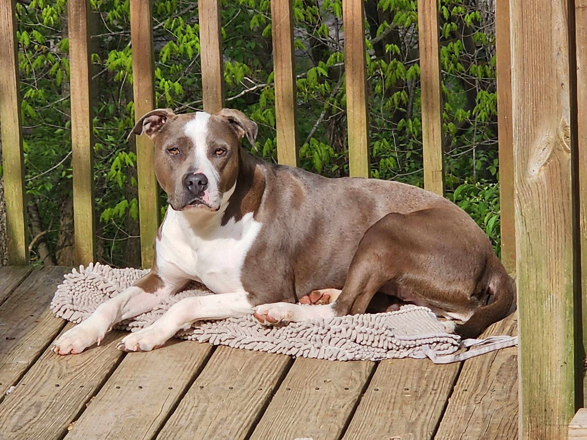 Enlarge Zelena, an adoptable Mixed Breed in Fountaintown, IN image 1/6