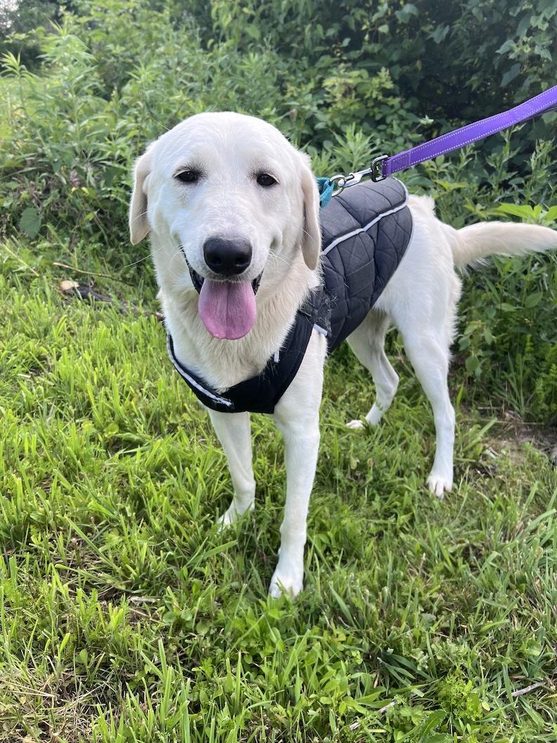Enlarge Winston Churchill-Not Accepting Applications Yet, a ADOPTABLE mixed breed in Medina, OH image 4/6