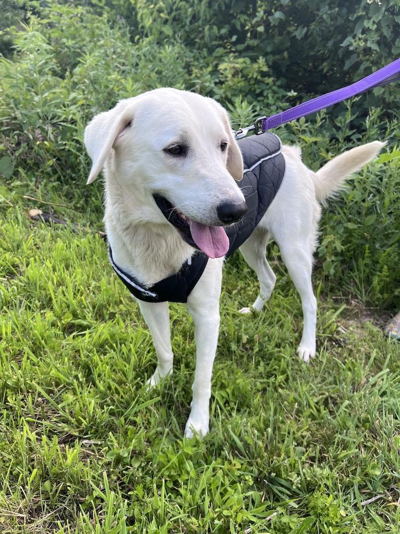 Enlarge Winston Churchill-Not Accepting Applications Yet, a ADOPTABLE mixed breed in Medina, OH image 5/6