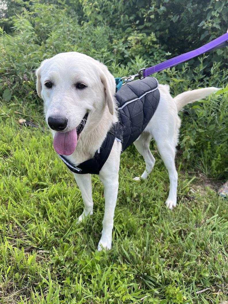 Enlarge Winston Churchill-Not Accepting Applications Yet, a ADOPTABLE mixed breed in Medina, OH image 6/6