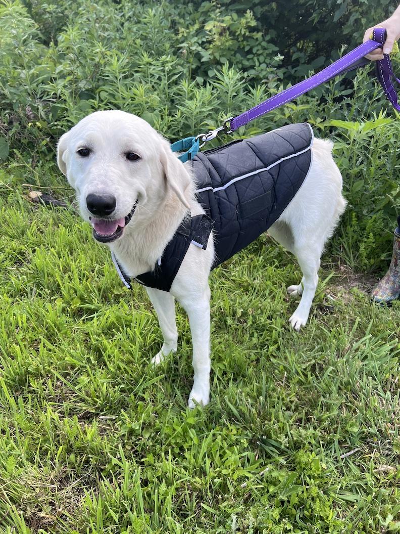 Enlarge Winston Churchill-Not Accepting Applications Yet, a ADOPTABLE mixed breed in Medina, OH image 2/6