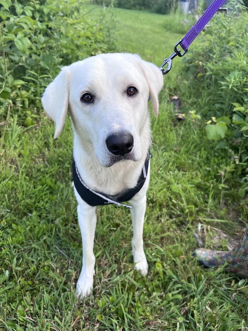 Winston Churchill-Not Accepting Applications Yet, ADOPTABLE, Adult Male Yellow Labrador Retriever.