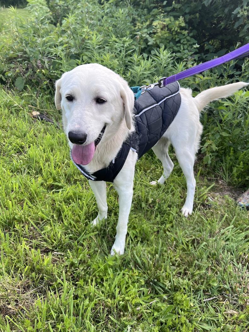 Enlarge Winston Churchill-Not Accepting Applications Yet, a ADOPTABLE mixed breed in Medina, OH image 3/6