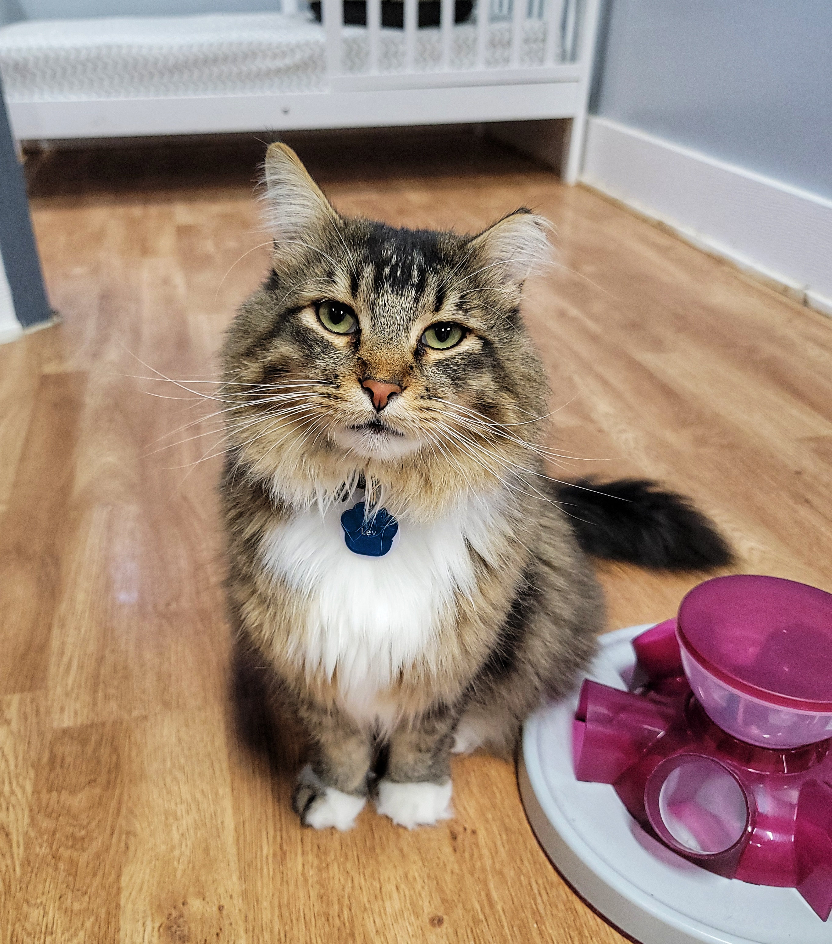 Cat for adoption Lev, a Domestic Medium Hair in Grand Rapids, MI