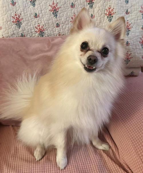 Enlarge Casper, a ADOPTABLE Pomeranian in Mount Royal, NJ image 1/1