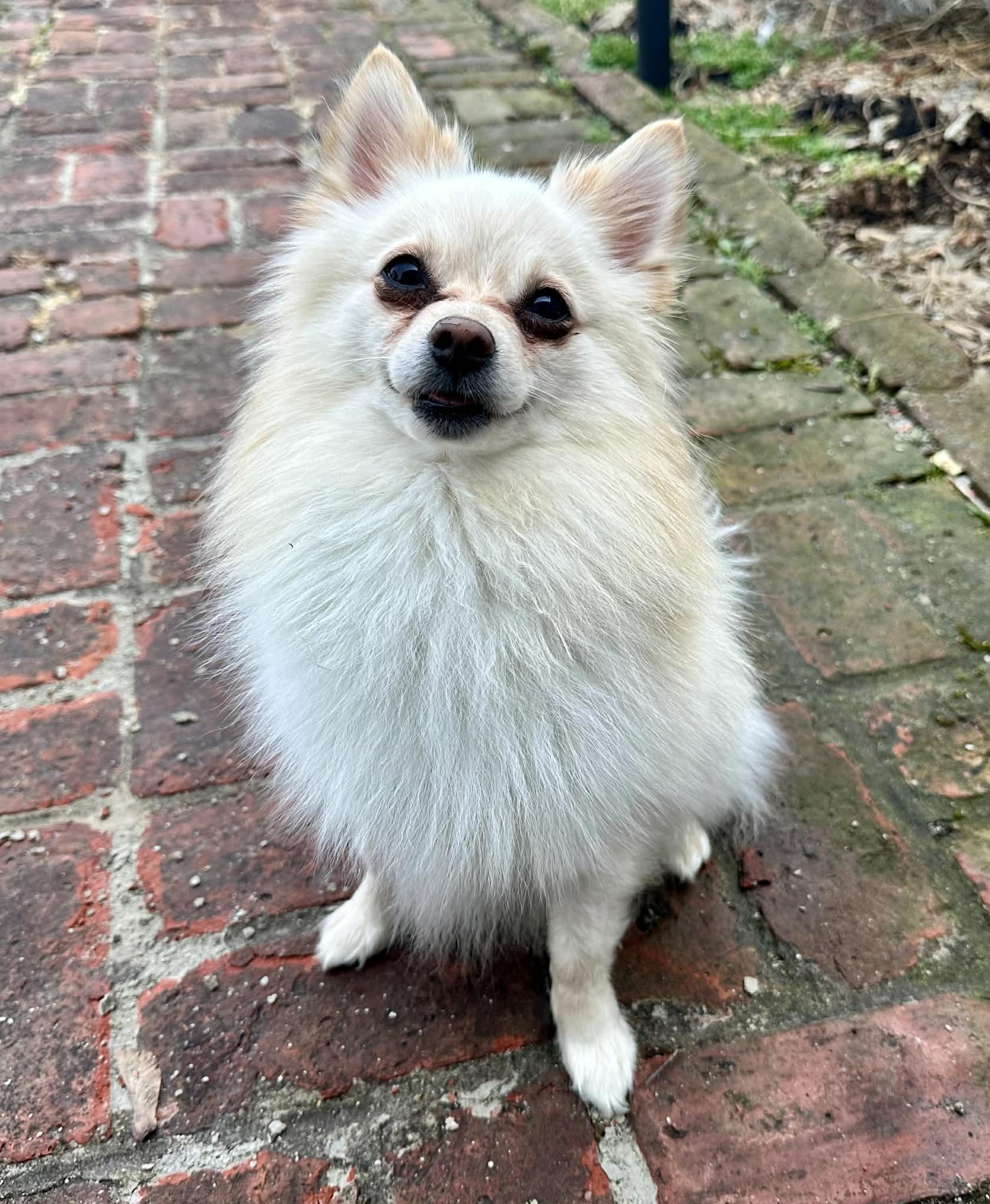 Casper, ADOPTABLE, Young Male Pomeranian.