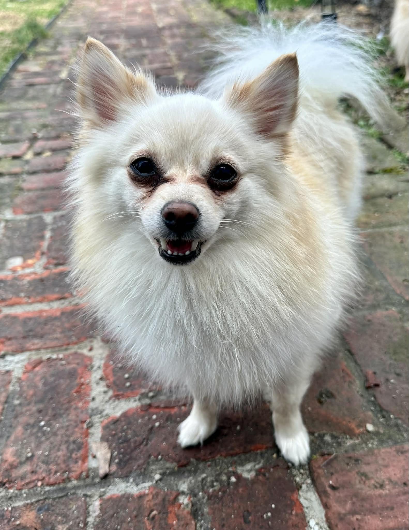 Casper, a ADOPTABLE Pomeranian in Mount Royal, NJ image 2/3