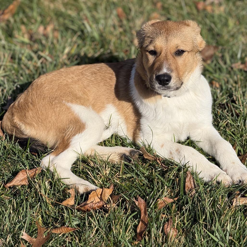 GOLDIE, Adoptable, Puppy Female Hound.